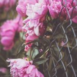 皇都国际官网的优势分析与用户体验分享 63bg37bk