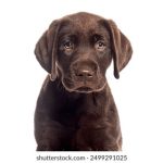 如何选择适合自己的百家楽游戏软件平台 82w4sk